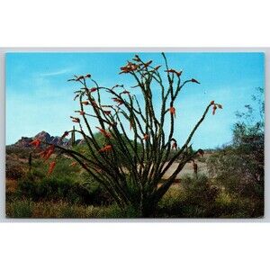 Postcard Ocotillo Arizona Desert Flora Red Blossoms c1960s Vintage Unposted AZ